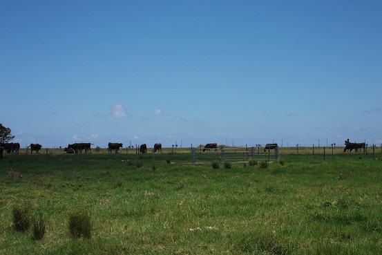 黒島の草原の牛