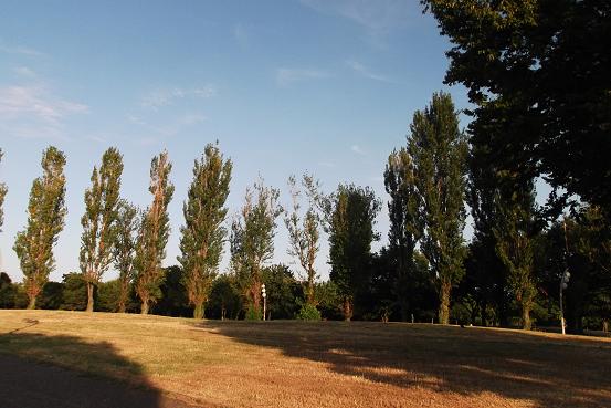 夏の朝のポプラ並木