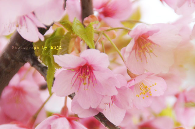早めに咲いて、なが～く咲く　河津桜（カワヅザクラ）