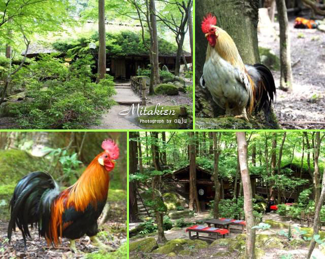 森と囲炉裏と清流と滝　みたき園　鳥取県八頭郡