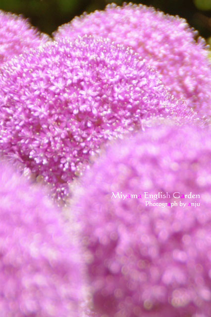 庭園を彩る初夏の花たち　no.2 深山イギリス庭園　岡山県玉野市