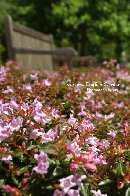 庭園を彩る初夏の花たち　no.2 深山イギリス庭園　岡山県玉野市