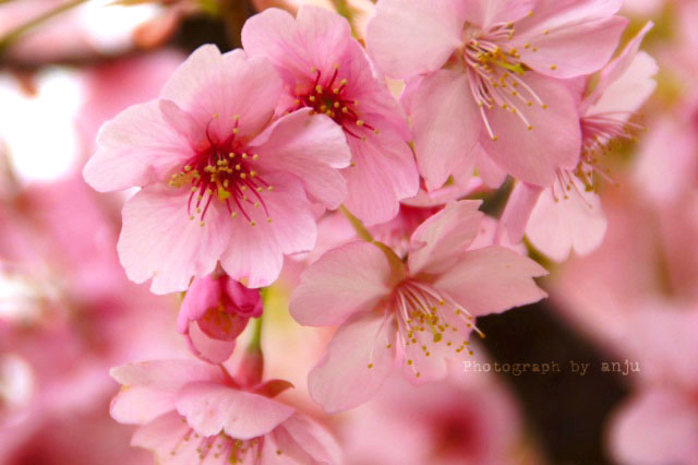 早めに咲いて、なが～く咲く　河津桜（カワヅザクラ）