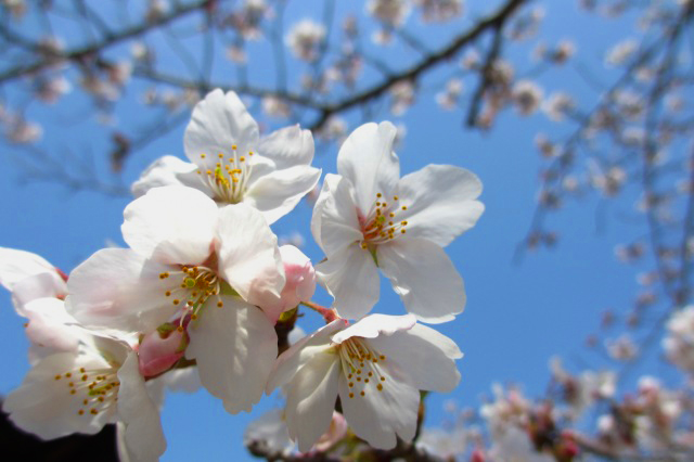 大きな桜の木のそばでさくらまつり限定　さくらカフェ　OPEN♪　日替わりケーキ＆和菓子