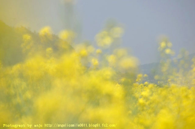 お花畑を眺めながら。。。笠岡ジェラート工房happy （ハッピー）　岡山県笠岡市