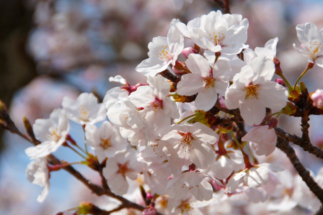 大きな桜の木のそばでさくらまつり限定　さくらカフェ　OPEN♪　日替わりケーキ＆和菓子