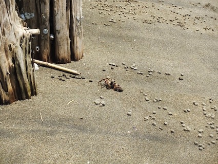 2013年6月8日（土）干潟清掃で「渡り鳥サポーターになろう！」⑮