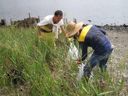 2013年9月7日（土）干潟清掃で「渡り鳥サポーターになろう！」6