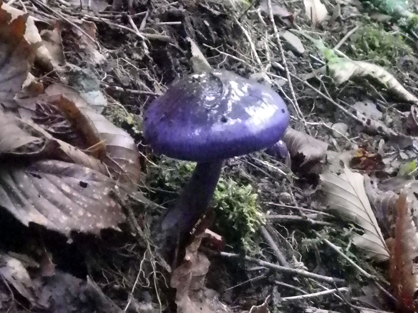 Eat A Fungi ぬるぬる系の紫色系