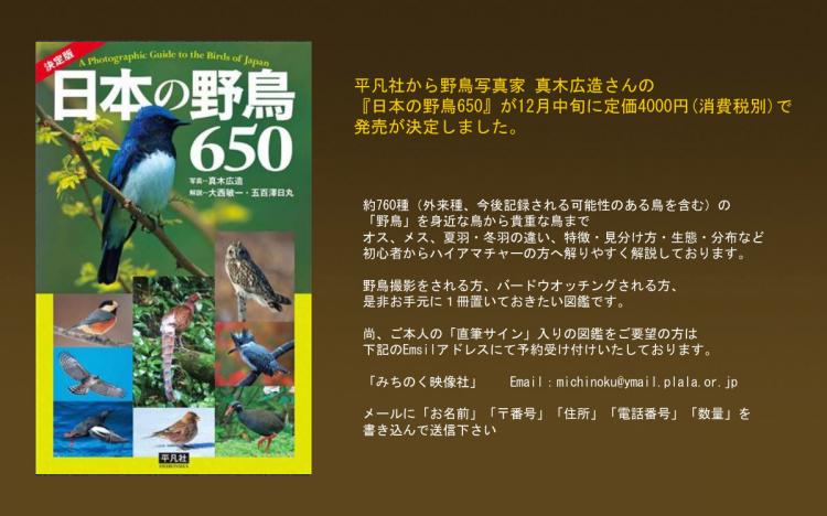 日本の野鳥650_convert_20131022084559