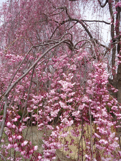 2013年桜