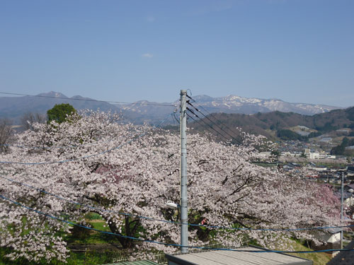 20130425　上山城からの桜