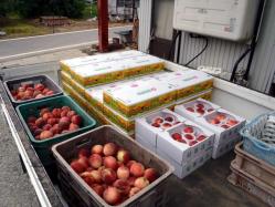 桃の農協出荷。