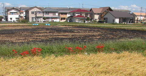 稲藁は良い堆肥になるのですが