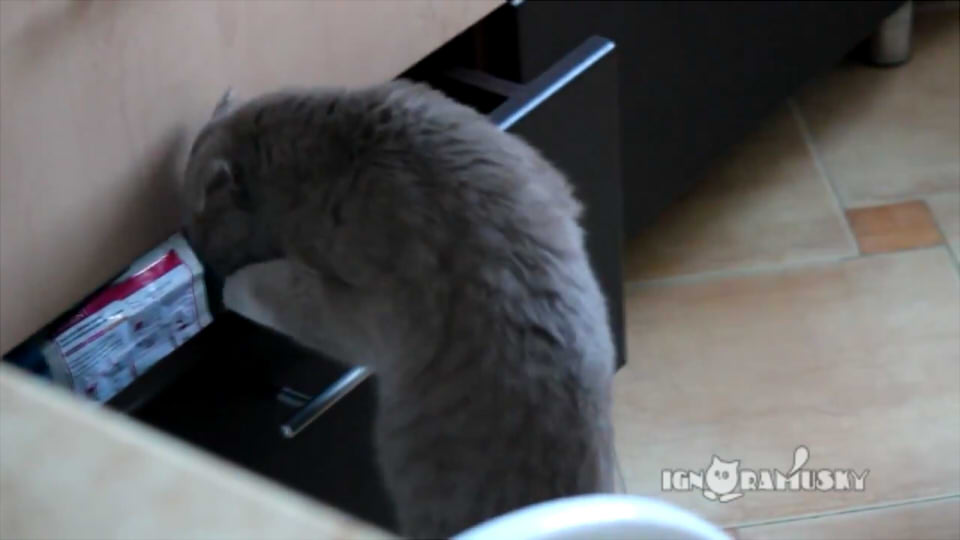 【動画】 物色している処を撮影されていて目を丸くする猫さん