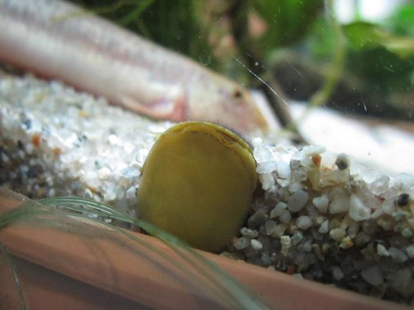 水窓 スイソウ 石巻貝 と サザエ石巻貝 の違い