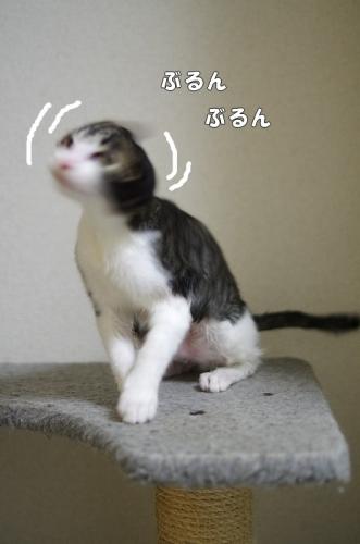 ハゲ坊主04