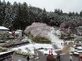 雪の中で咲く臥龍桜