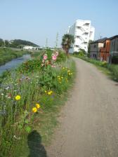 鶴見川の花々