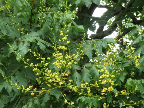 P6090163モクゲンジの黄色い花_500