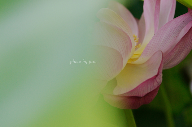 lotus2a.jpg