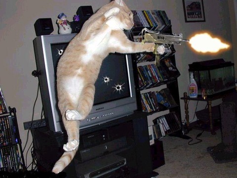 猫射撃