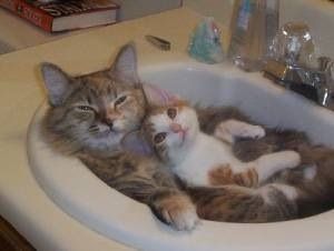 猫風呂