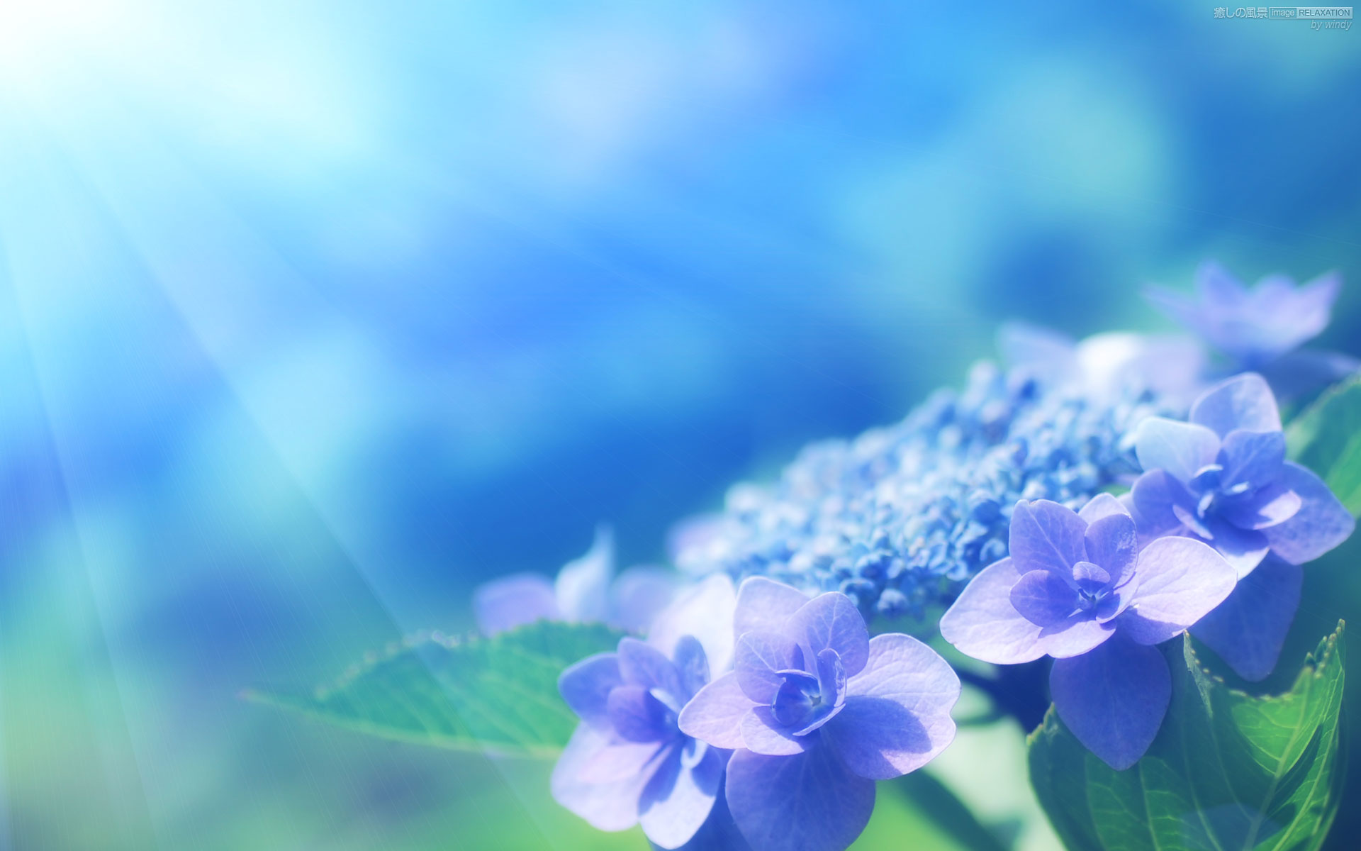 額紫陽花の輝き 癒しの風景 Image Relaxation 癒し壁紙