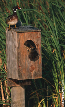 How To Build Wood Duck Boxes Easy-To-Follow How To build 