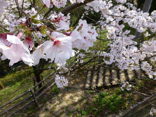 丸山公園 桜 6