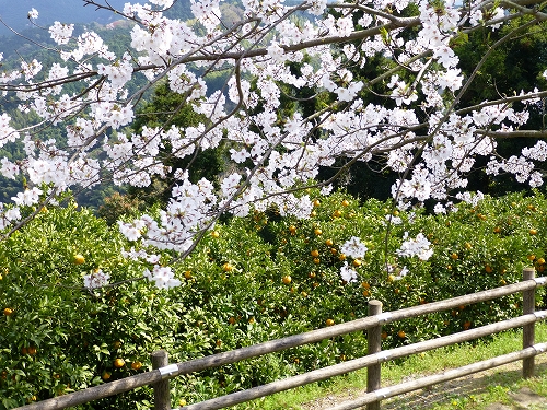 丸山公園 桜 7
