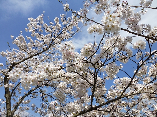 丸山公園 桜 8