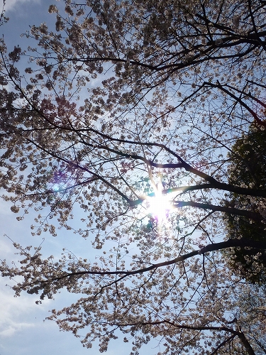 丸山公園 桜 9