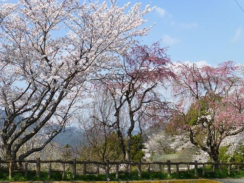 丸山公園 桜 2