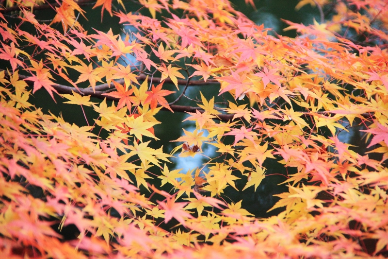 虹色の紅葉 (800x533)