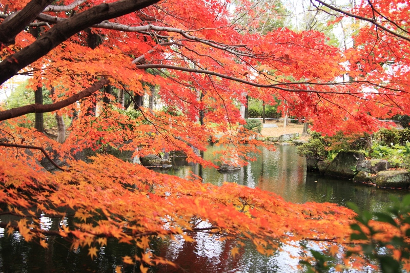 日本庭園の紅葉 (800x533)